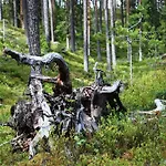 Casa de Férias Fulufjellet Nationalpark Lodge - Fulufjellets National Parks - This Is The Place Where Norway And Sweden Meet In A Large Protected Area