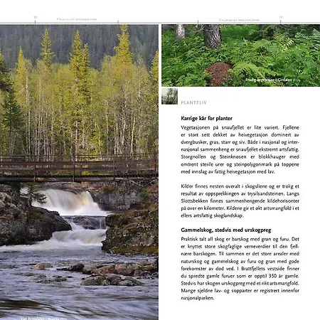 Fulufjellet Nationalpark - Fulufjellets National Parks - Is The Place Where Norway And Sweden Meet In A Large Protected Area * Ljordalen