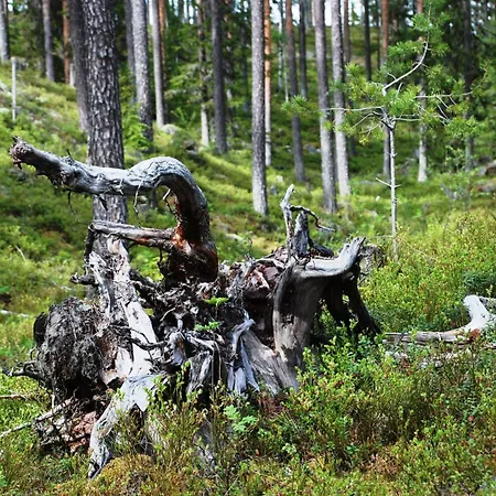 Dom wakacyjny Fulufjellet Nationalpark - Fulufjellets National Parks - Is The Place Where Norway And Sweden Meet In A Large Protected Area