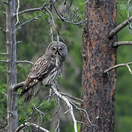 Fulufjellet Nationalpark - Of Nature And Peace * Ljordalen