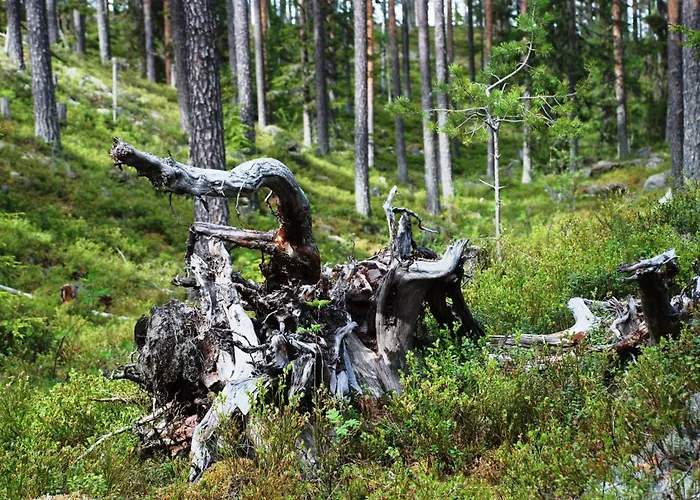 Dom wakacyjny Fulufjellet Nationalpark Lodge - Fulufjellets National Parks - This Is The Place Where Norway And Sweden Meet In A Large Protected Area